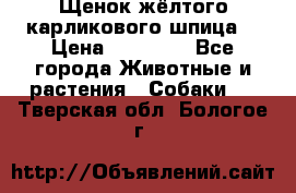 Щенок жёлтого карликового шпица  › Цена ­ 50 000 - Все города Животные и растения » Собаки   . Тверская обл.,Бологое г.